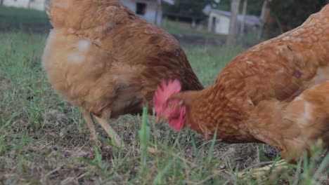 two chickens pecking in the grass