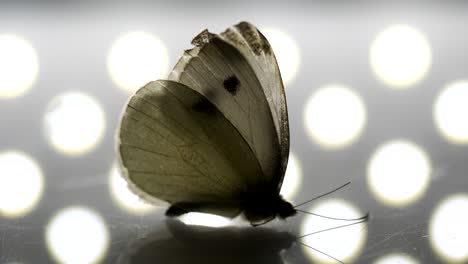 turntable shot of a butterfly standing on a reflective surface with dot pattern in the background.