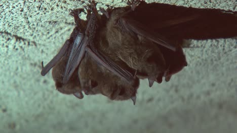 group of bats