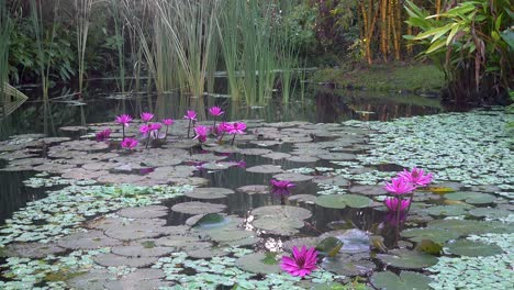 close up of pink blooming water lilies in a pond 4k