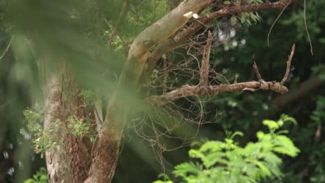 Ein-Vogel-Fliegt-Von-Einem-Ast-Weg