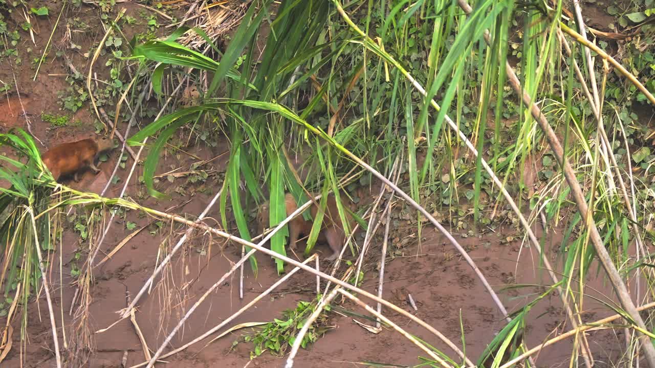 Dua Capybara Berjalan di Seberang Tepi Sungai Berlumpur Sambil Memakan Rumput Hijau Tinggi dan Bergerak Melalui Tumbuhan