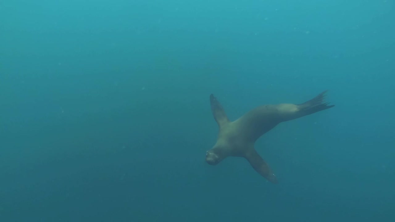 tiro largo de un león marino juguetón nadando alrededor de un buzo haciendo rollos y tornillos y desapareciendo en las profundidades