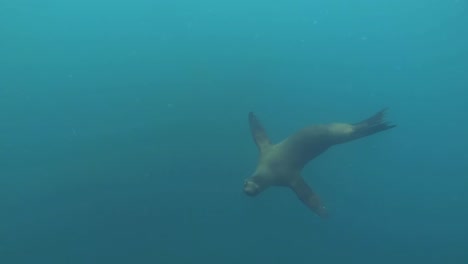 Totale-Eines-Verspielten-Seelöwen,-Der-Um-Einen-Taucher-Herumschwimmt,-Der-Rollen-Und-Schrauben-Macht-Und-In-Der-Tiefe-Verschwindet