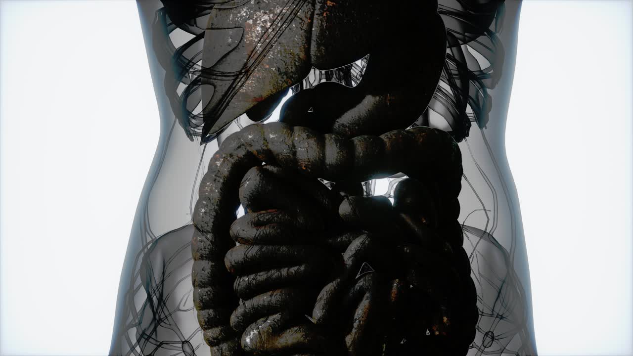 anatomía detallada del sistema digestivo humano