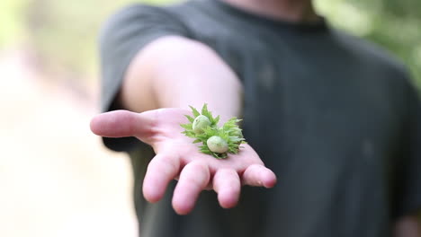 Haselnüsse-In-Menschlicher-Hand-Gehalten-1