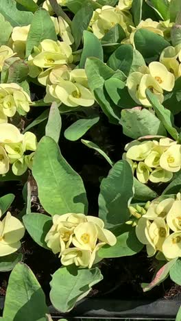 time-lapse of flowers blooming in sunlight.