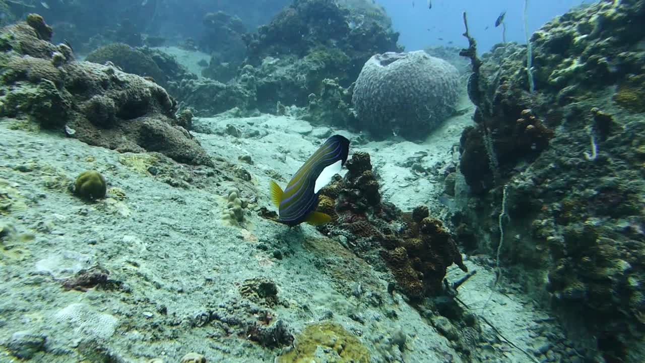 el pez ángel de anillo azul adulto pasta forrajes en arrecifes de coral rocosos con látigos de mar