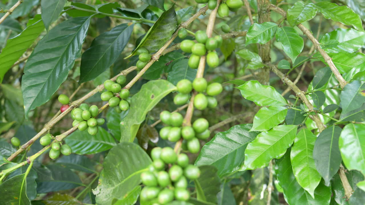 Vista dettagliata di vibranti chicchi di caffè verdi su una lussureggiante piantagione colombiana. Ricca vegetazione, prodotti freschi, che sottolineano l'inizio della produzione di caffè sotto luce naturale.