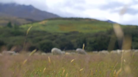 Fokus-Auf-Gras-Ziehen,-Das-Im-Wind-Weht