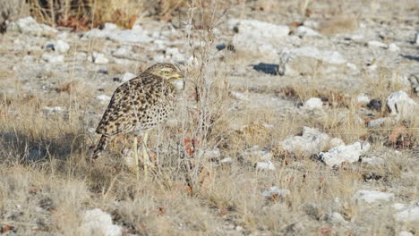 pájaro manchado de rodillas gruesas en la sabana salvaje del sur de áfrica