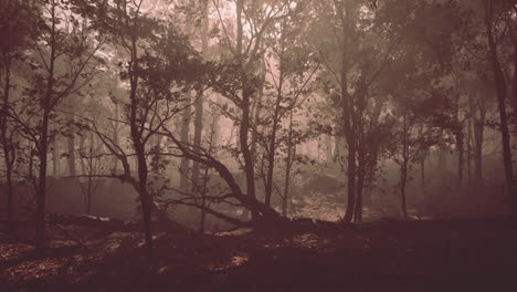 Misty-autumn-forest-with-Morning-fog
