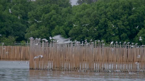 bandada de gaviotas aterrizando en un poste de madera en el área de trampas de pesca en la costa del océano de tailandia