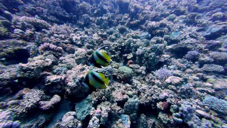 el pez bandera rojo, con sus distintivas marcas negras, amarillas y blancas, se desliza con gracia sobre un vibrante arrecife de coral lleno de vida, bañado en las aguas azules claras como la luz del sol