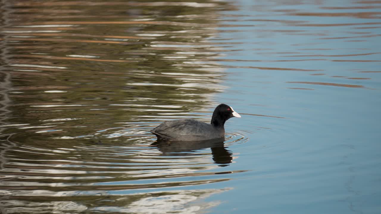 ave común que come algas en el lago durante el día, fulica atra, también conocida como focha euroasiática o focha australiana