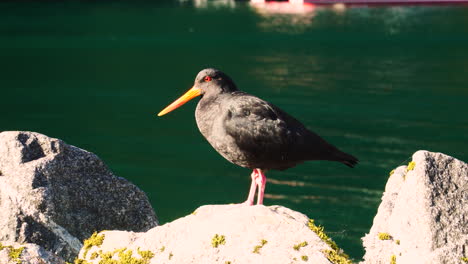 Pájaro-Ostrero-Tomando-El-Sol-En-Un-Lago-En-Milford-Sound,-Nueva-Zelanda