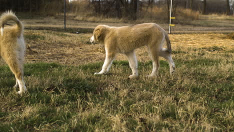 pastor anatoliano mezclado grandes perros de los pirineos en un campo de campo preguntándose alrededor