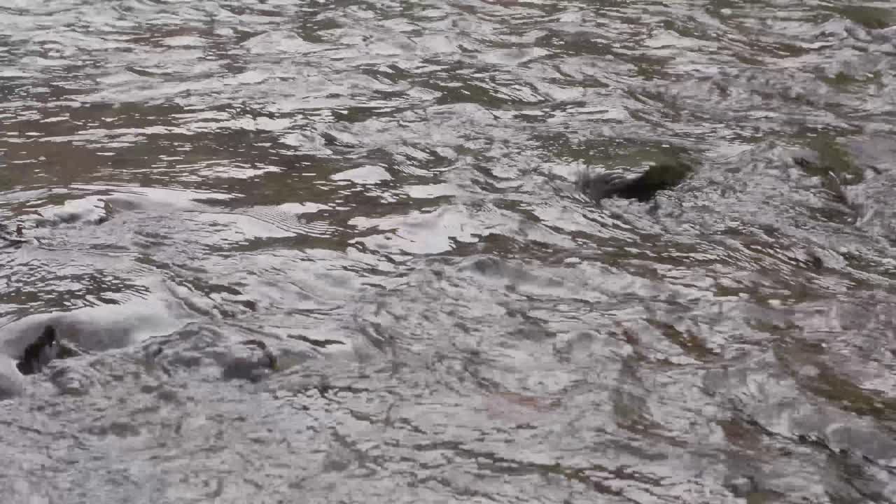 小川の流れる水