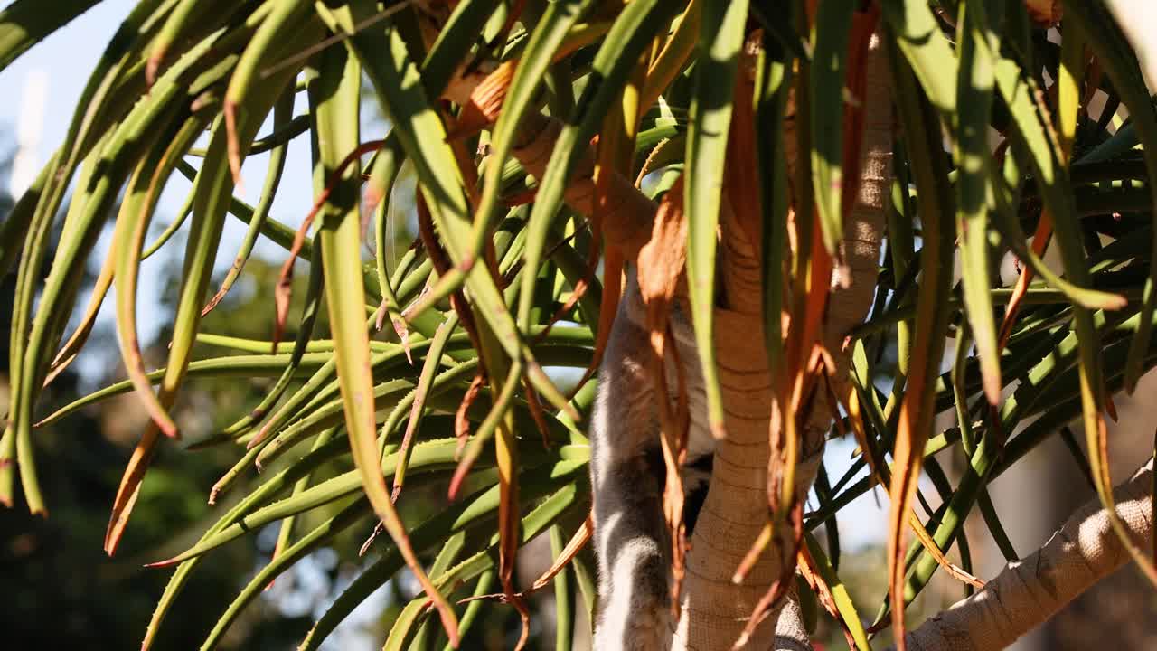 멜버른 동물원에서 나무에 오르는 레무르