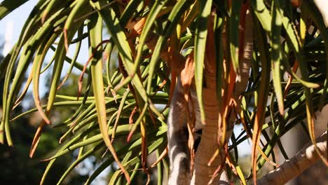 un lémur trepando a un árbol en el zoológico de melbourne