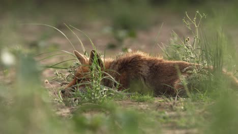 red fox in a field