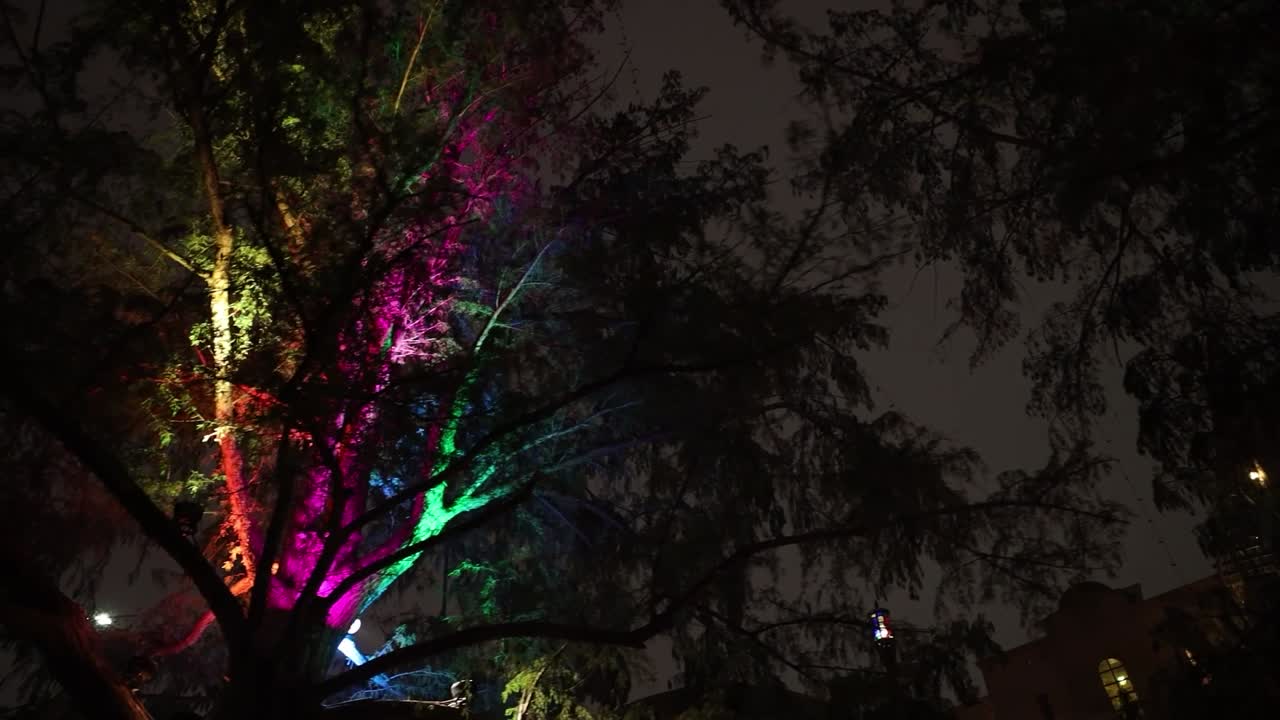 A mesmerizing shot captures vibrant trees glowing at night, their colorful lights illuminating the darkness with a magical ambiance.