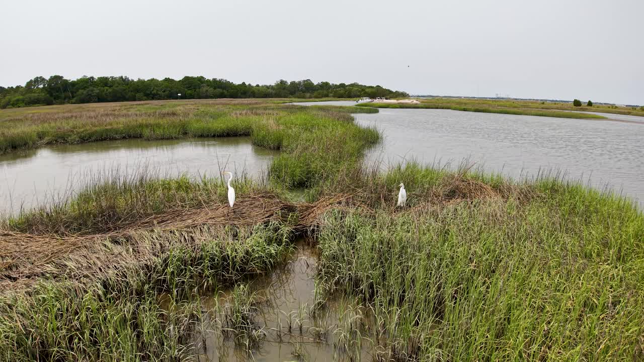 Aerial drone view of a marshy wetland with narrow water channels, grassy islands, and wading birds near Charleston, South Carolina
