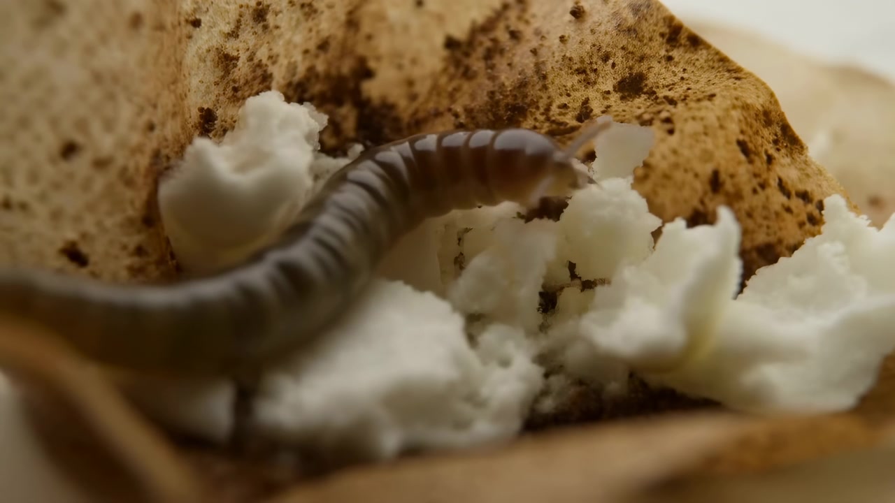 Close-up millipede crawling through torn fibrous material toward mottled brown substrate in warm diffused light, showing segmented body, many legs, damp textures, and natural ground detail