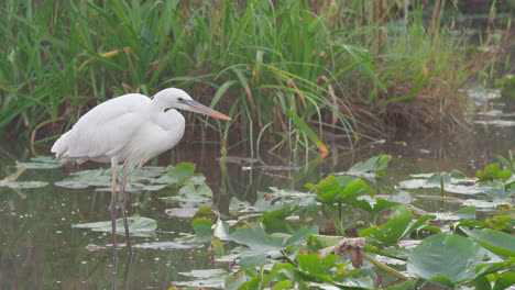 Garza-Blanca-En-El-Hábitat-De-Los-Humedales-De-Los-Pantanos-De-Los-Pantanos-De-Los-Everglades