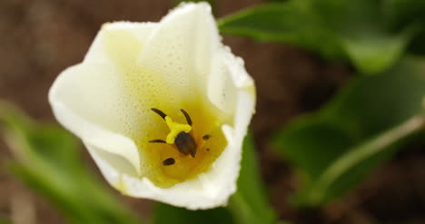 tulips plantation in netherlands agriculture 18