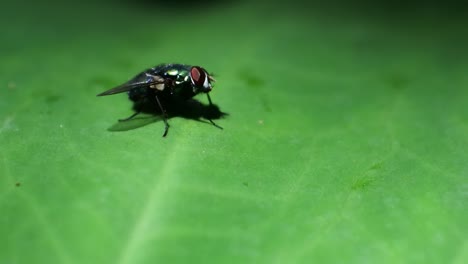 fly on leaf of plant