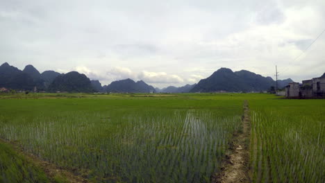 lush green fields in bac son valley with scenic mountain backdrop