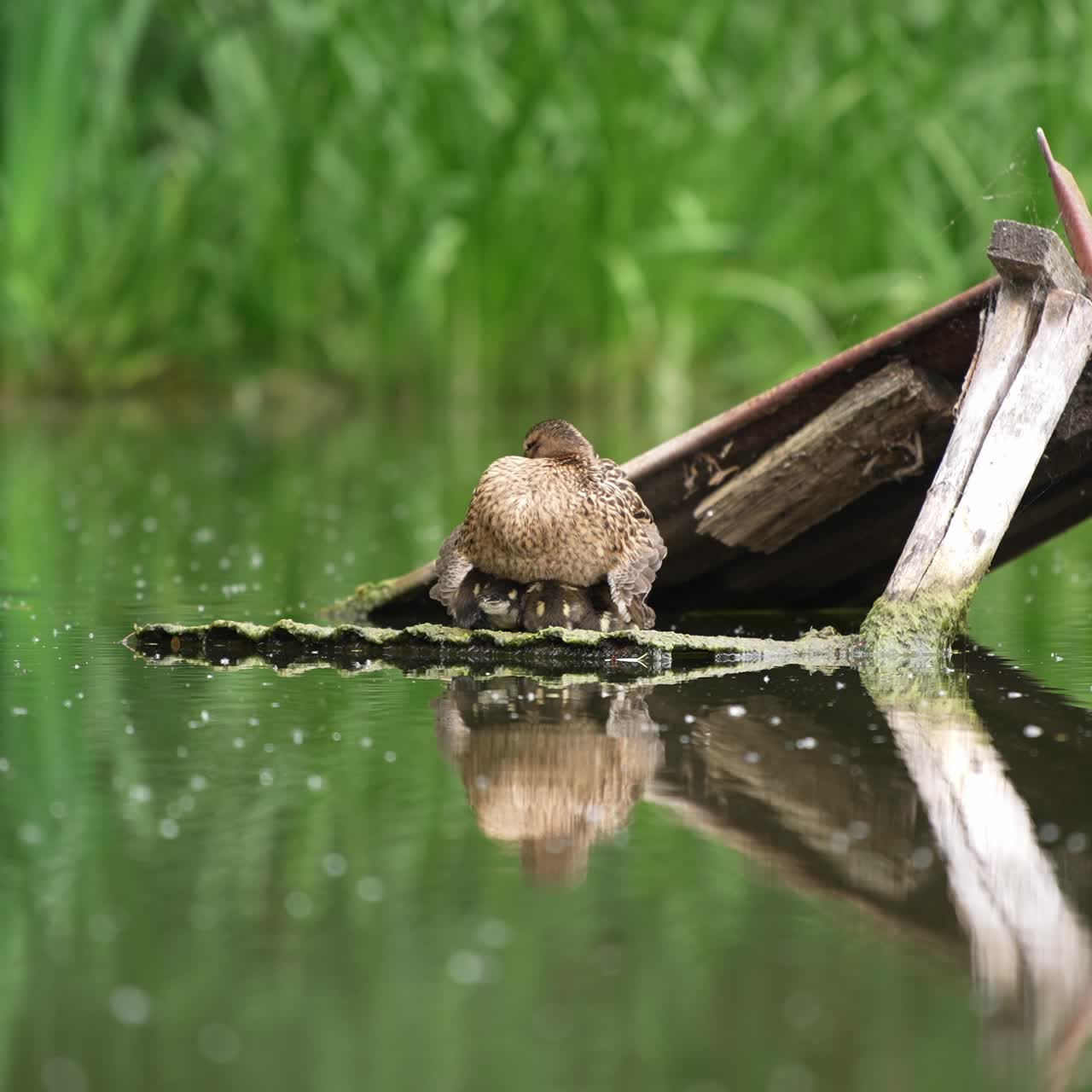 Old wooden planks in the river with waterfowl sitting on them. Mother duck warming her little ducklings at daytime. Blurred backdrop