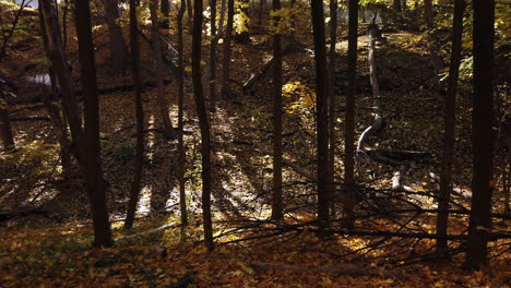 autumn eaves falling in a forest