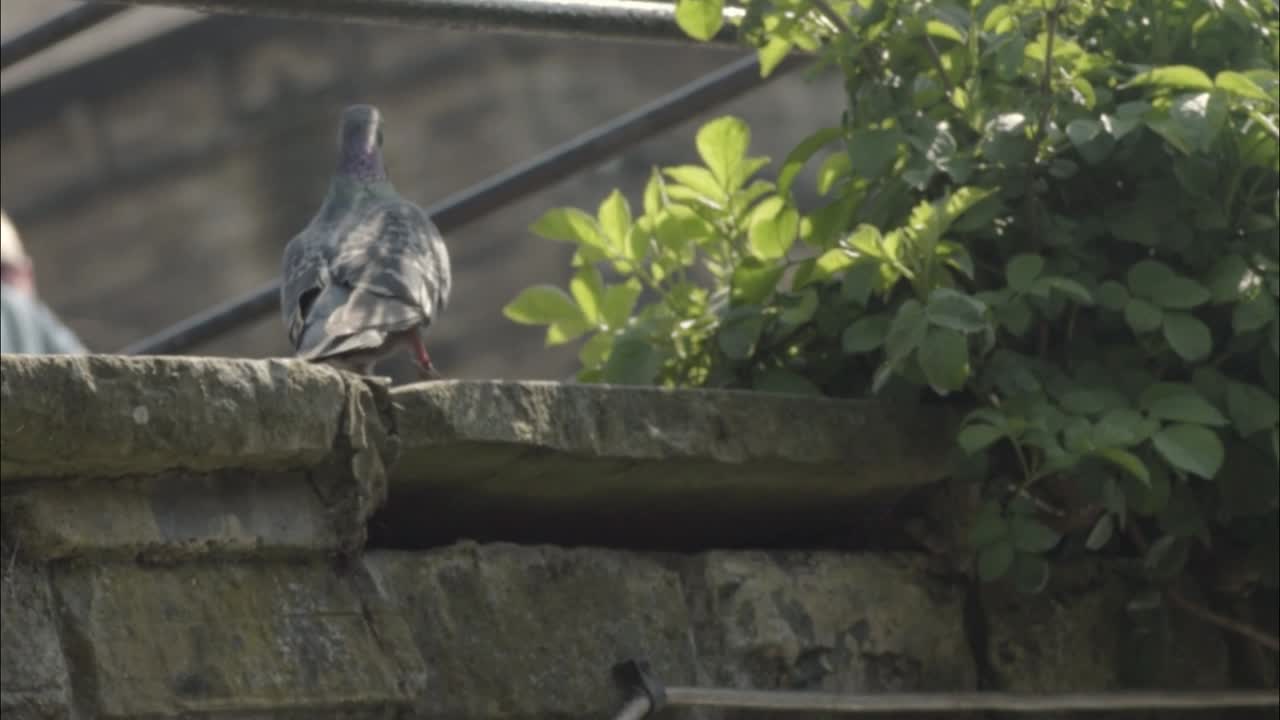 голубь ищет еду за стеной кафе