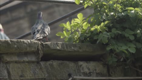 Pigeon-looks-for-food-outside-cafe-wall