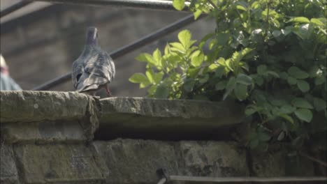 la paloma busca comida fuera de la pared del café