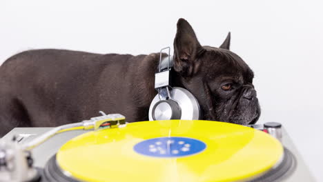 dj french bulldog with headphones and turntables