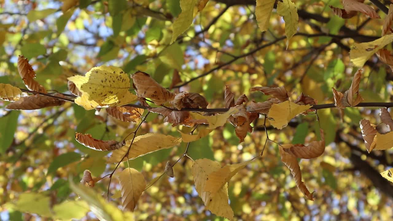 Luce solare che filtra attraverso foglie verdi degli alberi con un bagliore naturale dell'obiettivo nella foresta