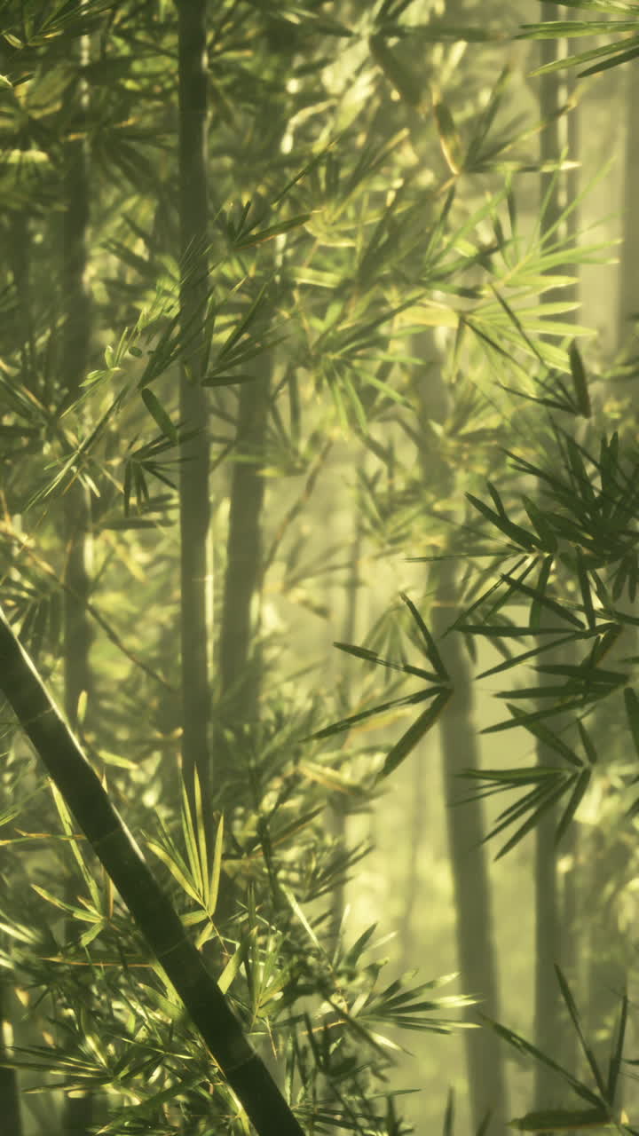 bosque de bambú a la luz del sol y la niebla