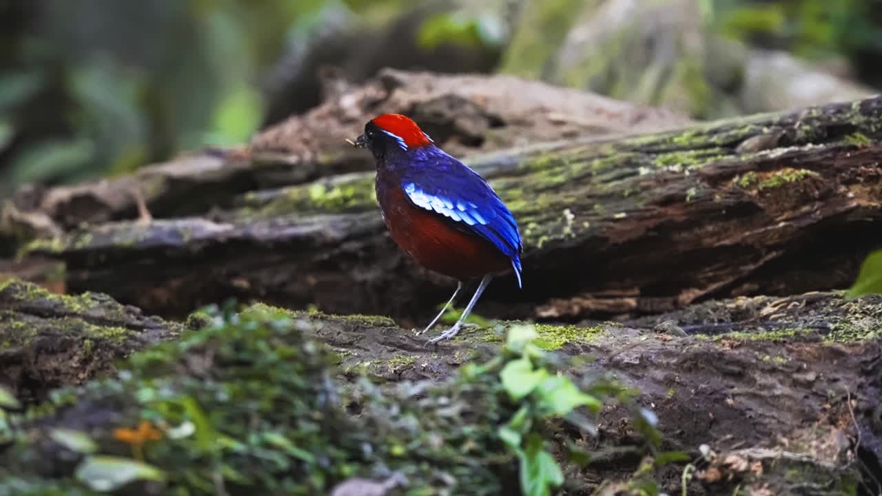 Garnet Pitta Bird In The Rainforest Of Taman Negara National Park In Peninsular Malaysia. Close-up Shot