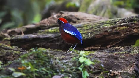 garnet pitta bird in the rainforest of taman negara national park in peninsular malaysia. close-up shot