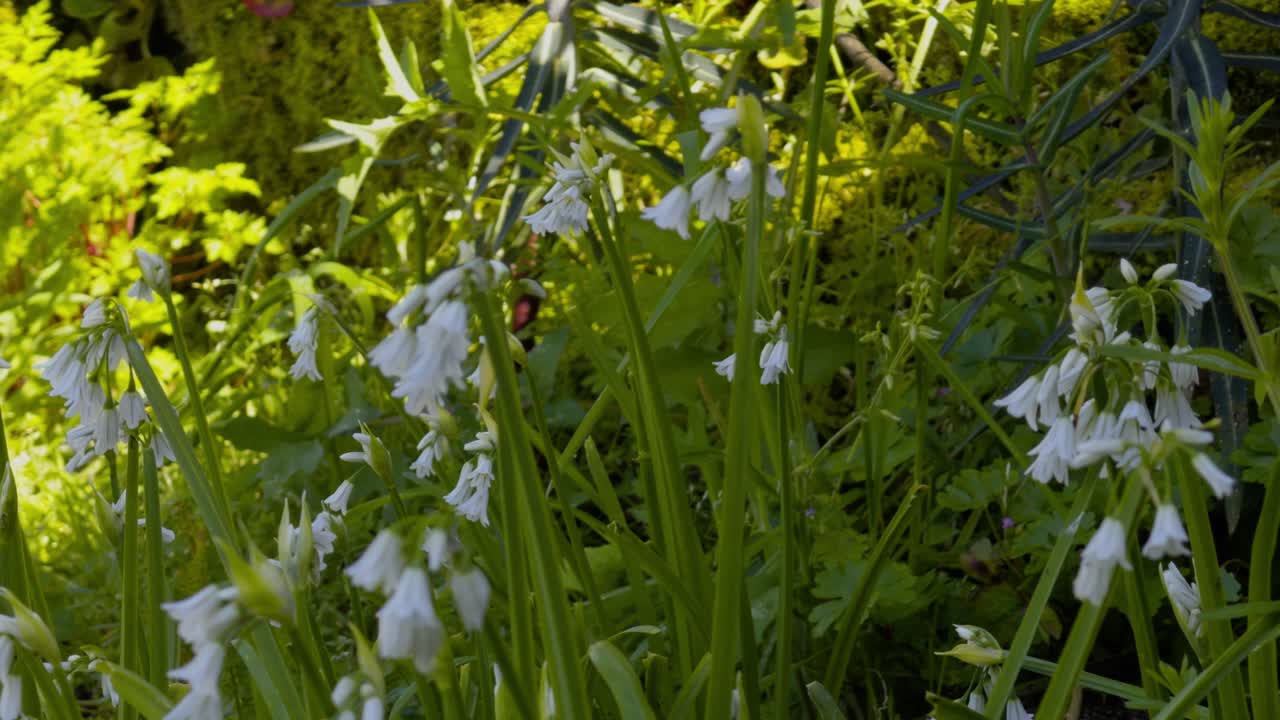 Beautiful White Campanulas Standing In The Shadow Surrounded By Wild Plants
