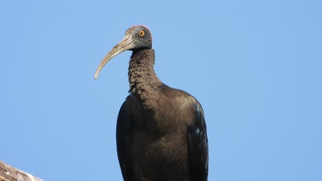 Red-naped-ibis-in-pond-area-.