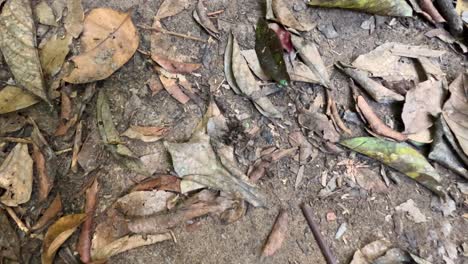 hojas y suelo forestal en khao yai, tailandia