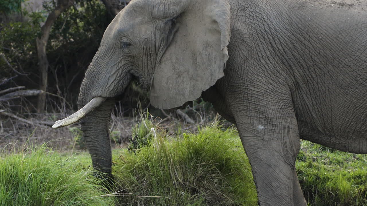 impresionante elefante toro alimentándose de hierba en la orilla de un río con sus piernas en el agua