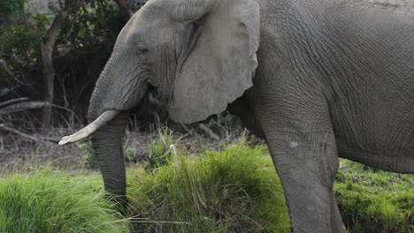 impressive bull elephant feeding on grass on a river bank with his legs in the water