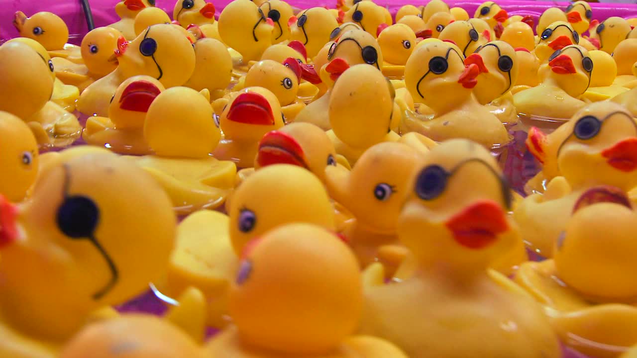 고무 오리는 카니발에서 수영장에 떠 있습니다.