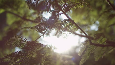 close-up view of a sunlight shining throught the pine branches on a sunny summer day