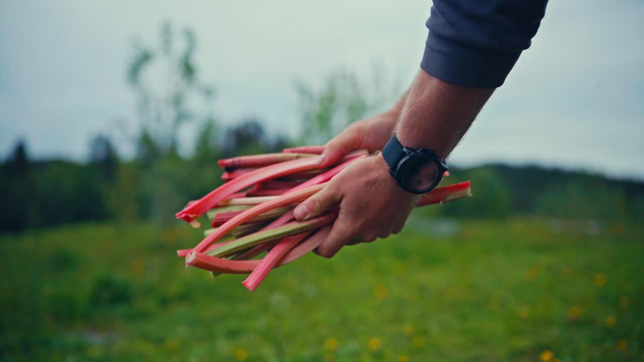 Person Holding A Bunch Of Rhubarb Stalks. Close-up Shot